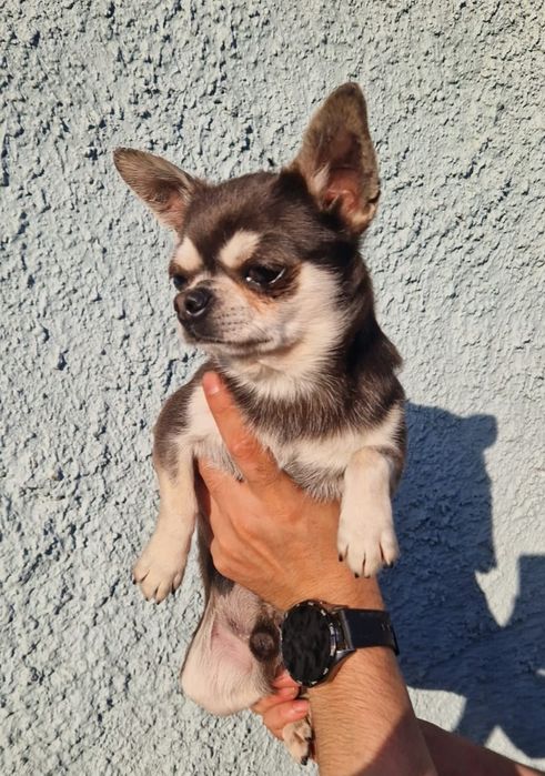 Чихуахуашки миники