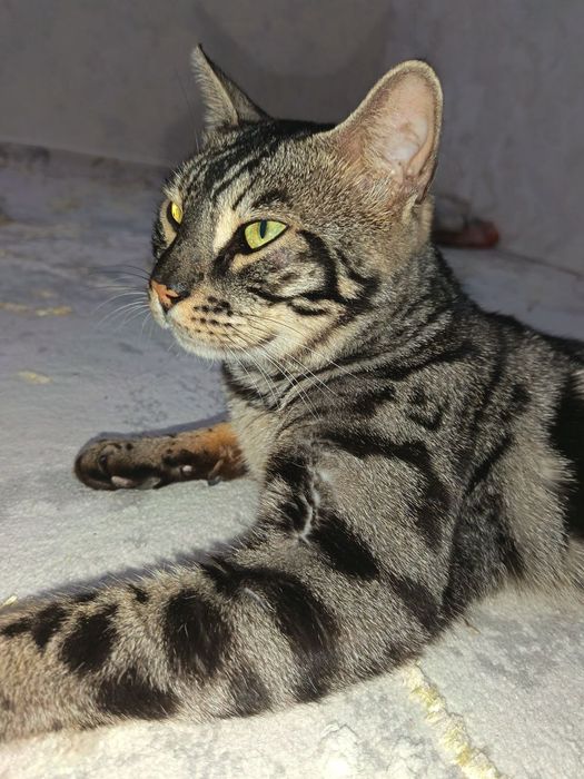 Bengal zotli  mushuk