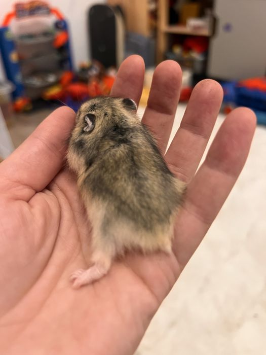 Donez hamsteri , NU livrez !