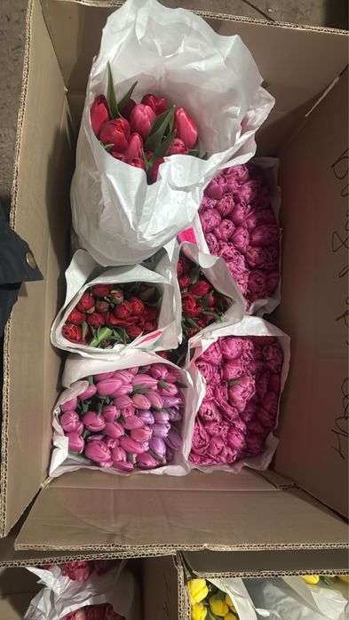 Продаю тюльпаны по 350 тенге