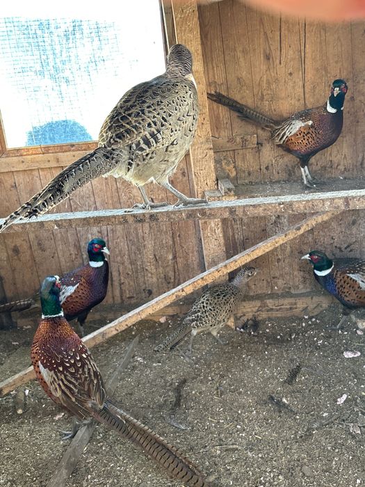 Фазани свободни налични