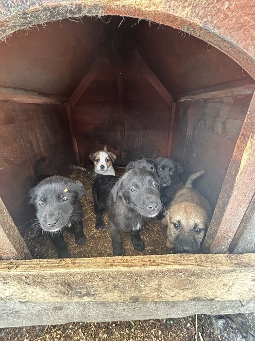 Donez caini sorecari