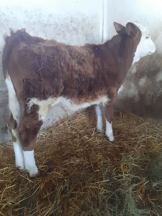 Vand Tauras Vitel Baltat Romaneasca