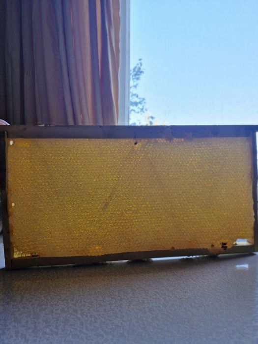 Продаётся мёд с Катон-Карагая