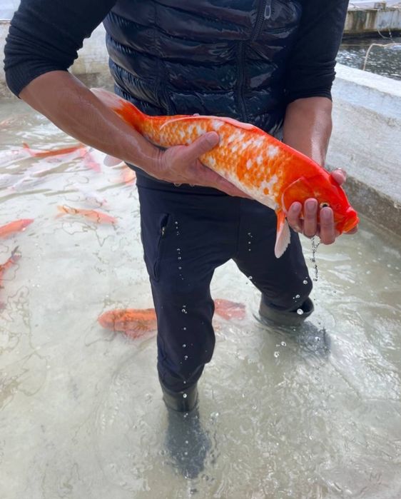 Кои рыба для пруда