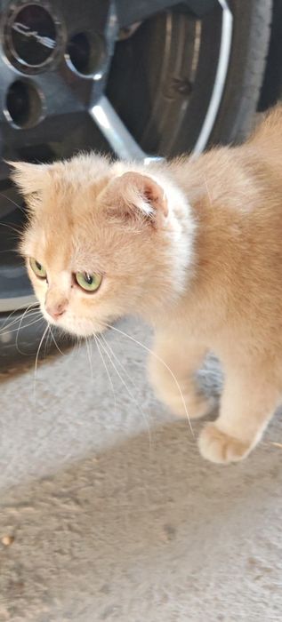 Golden chinchilla золотая шиншилла ny 12