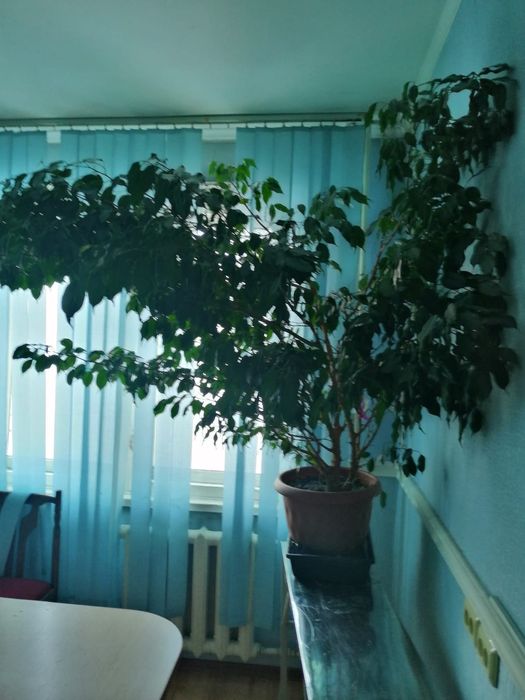 Продам комнатны цветы