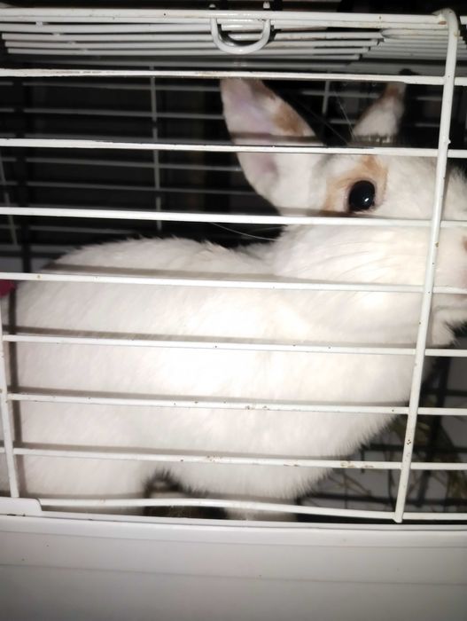 Декоративный кролик домашний