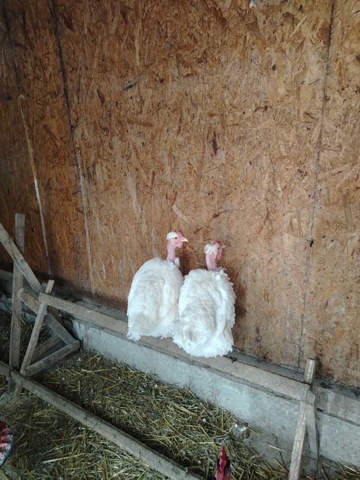 Ouă pentru incubat Gat Golas De Transilvania