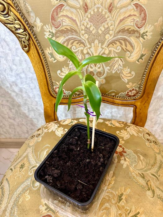 Золотой Ус Лечебный