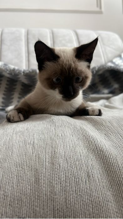 Отдам котёнка в добрые руки