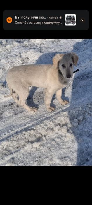 Щенок тазы кобель