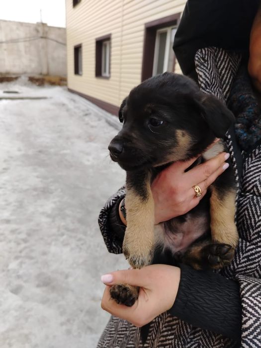 Щенки в добрые руки