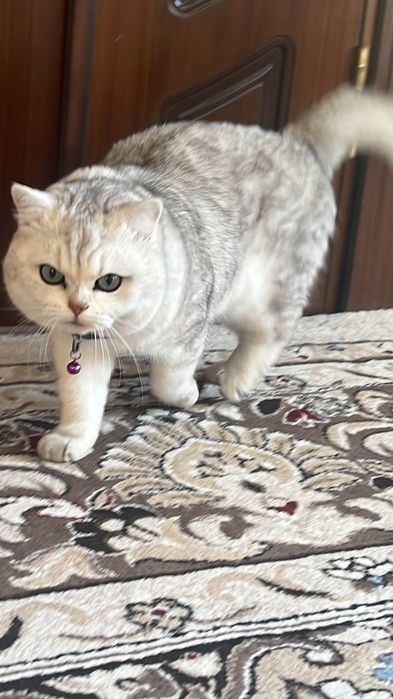 Скотиш Фолд и Страйт