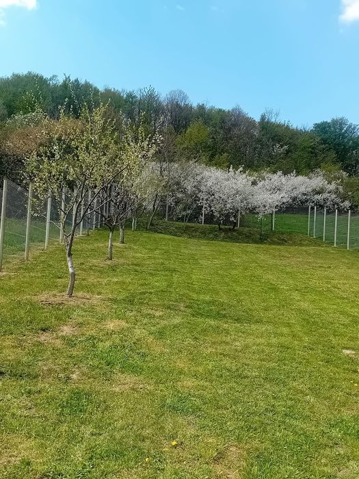 Teren intravilan curte