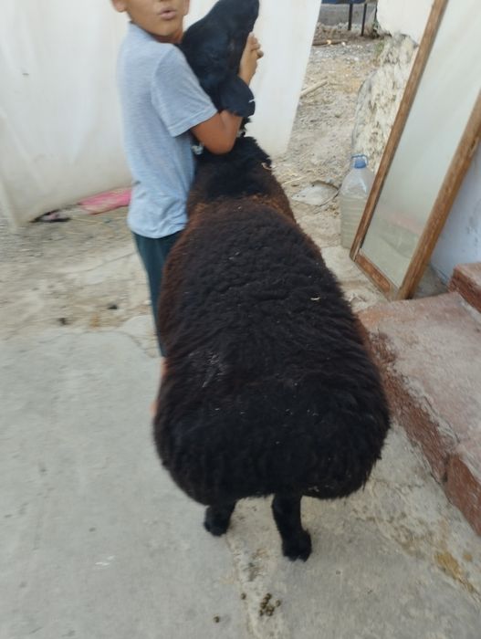 Qoylar qochqorlar sotamiz jivoy vesga 90.000 mingdan  kilosga 140.000