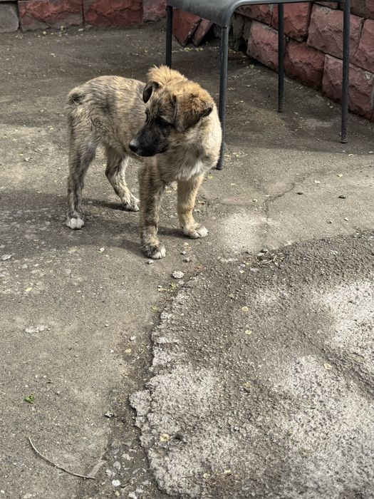 щенок мальчик даром