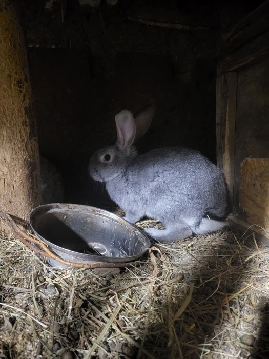 Продам кроликов...