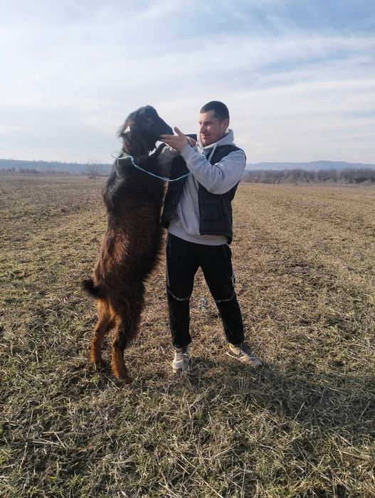 Capre bune de lapte