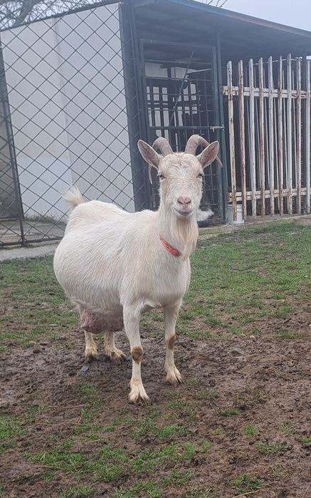 Vand   capra sannen foarte bună de lapte