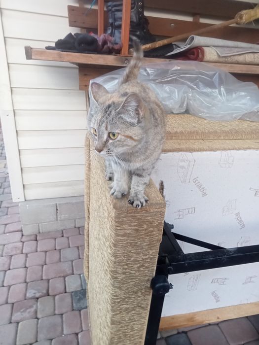 Найдено кошка район автобазы