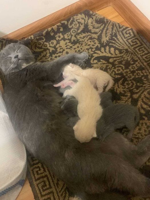 Кот по имени Гектар ищет невесту для вязки