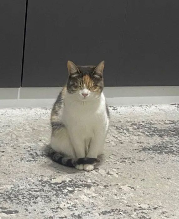 Кошечка в частный дом бесплатно