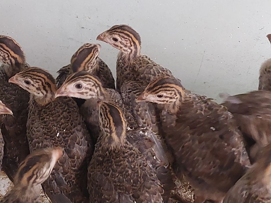 Curci de  țară și  bibilici