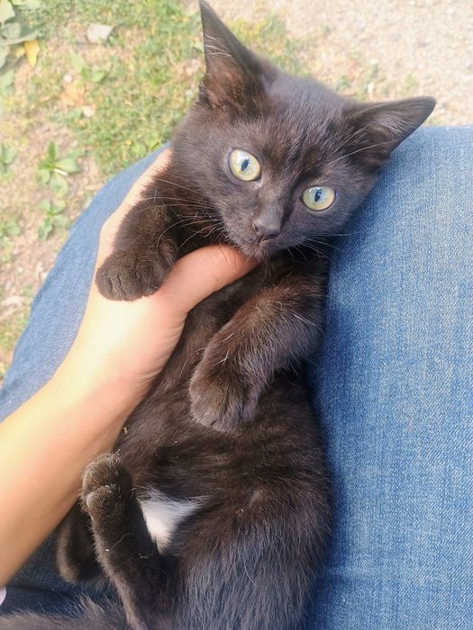 Отдам в добрые руки котят