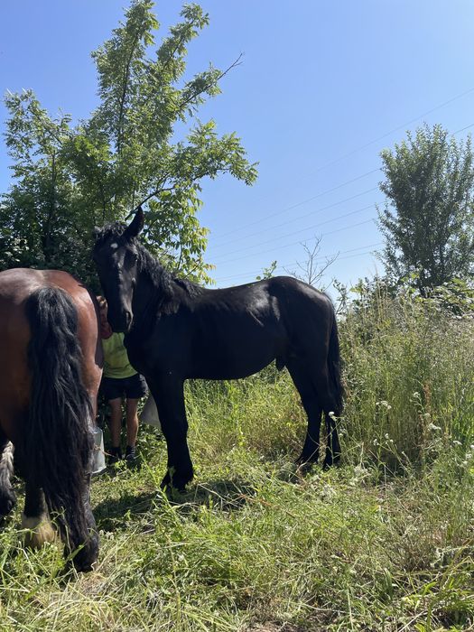 Vând mânzi de 2 ani sau schimb pe vaci sau oi
