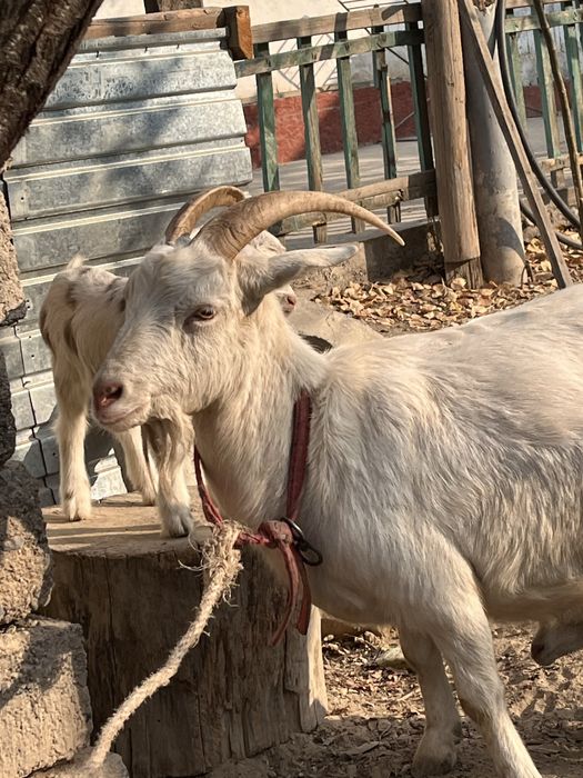 Орыс ешкі 2  баласымен