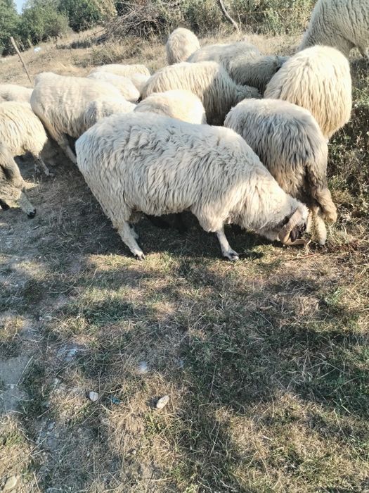 Vând 15 oi țurcane tinere  și 2 berbeci