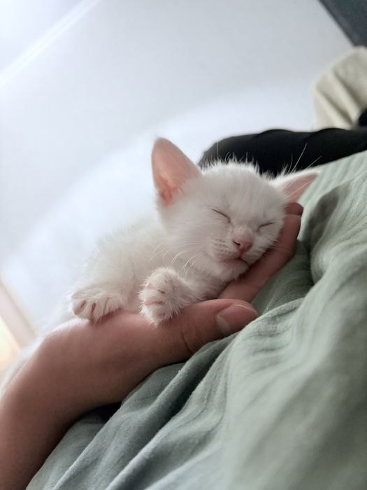 Белый котенок, месяц