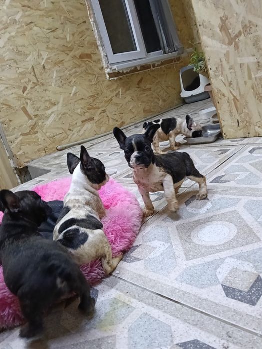 Французский бульдог