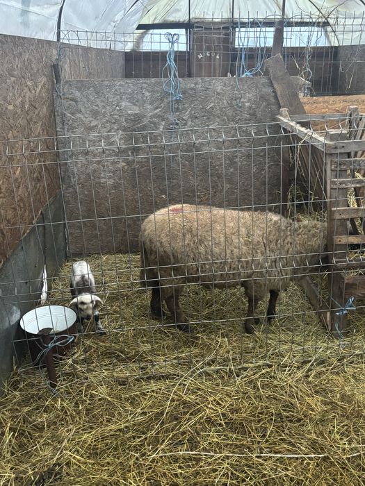 Vand 11 oi bune de tinut cu miei langa ele