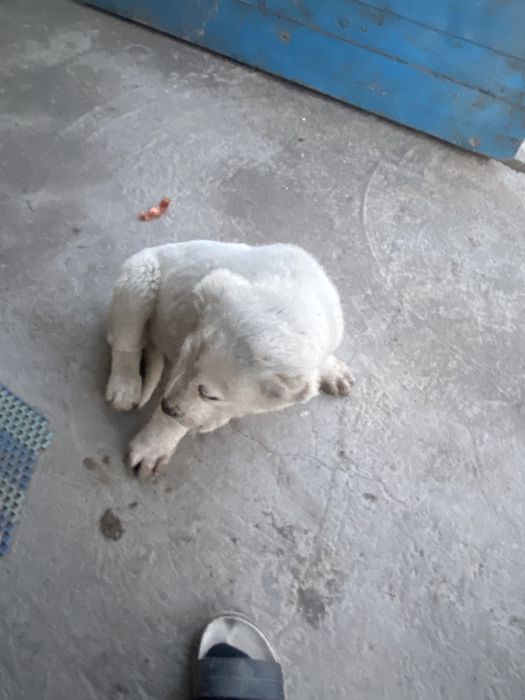 Қазақ қүшік төбеттері