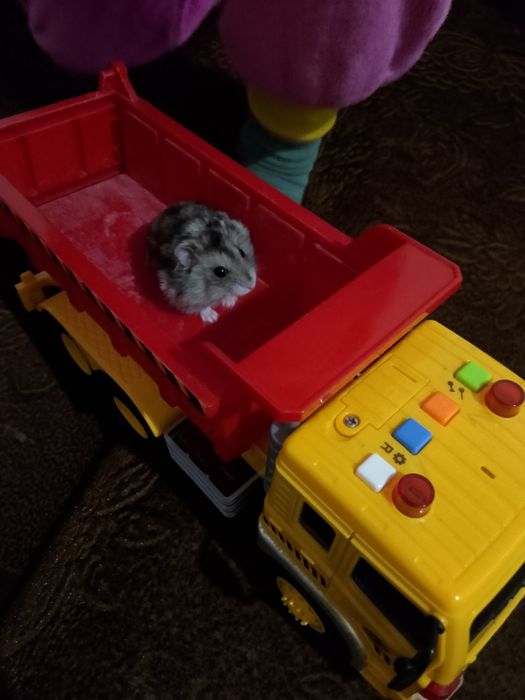 Продам хомяков булаево