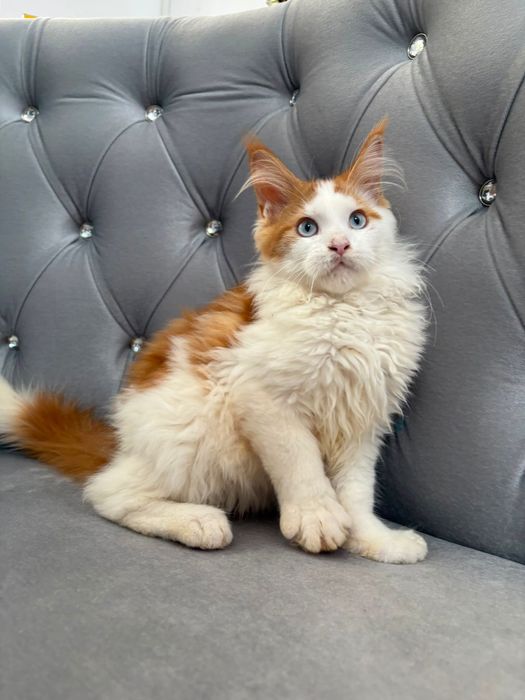 Pisicuta maine coon