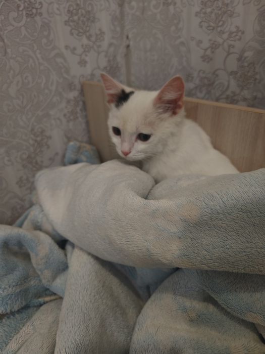 котёнок, отдам в добрые руки