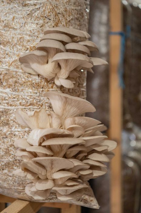 Saci de Ciuperci Pleurotus - Casa de Ciuperci Lunga