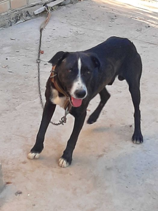 Американский пидбул