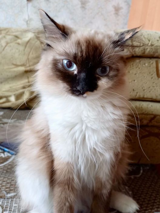 Ласковые кошечки в добрые руки