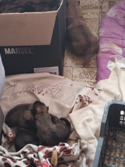 Отдам бесплатно Щенка