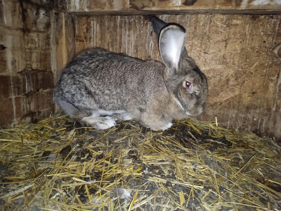 Iepuri uriaș german