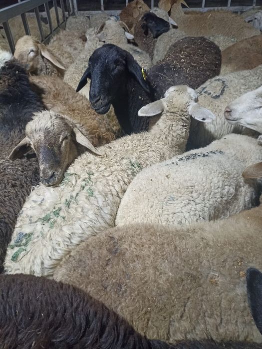 Бараны Баран баран