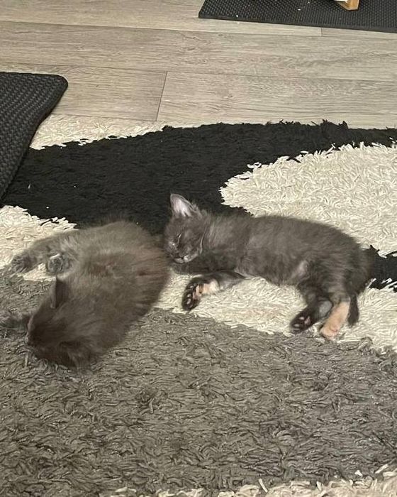 Отдам котят в хорошие руки