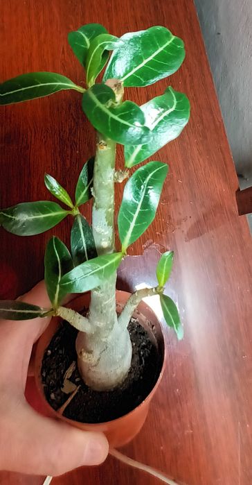 Домашний цветок Адениум