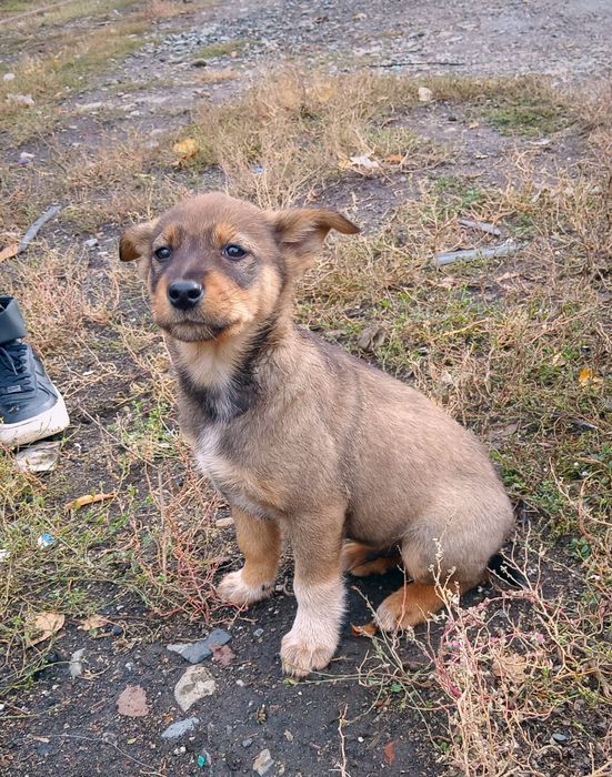 Пристраиваются щенки