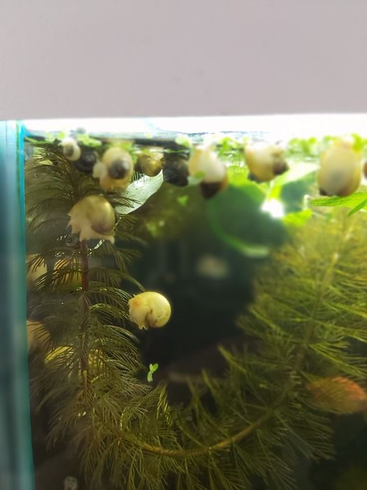 Улитки ампулярии в двух цветах