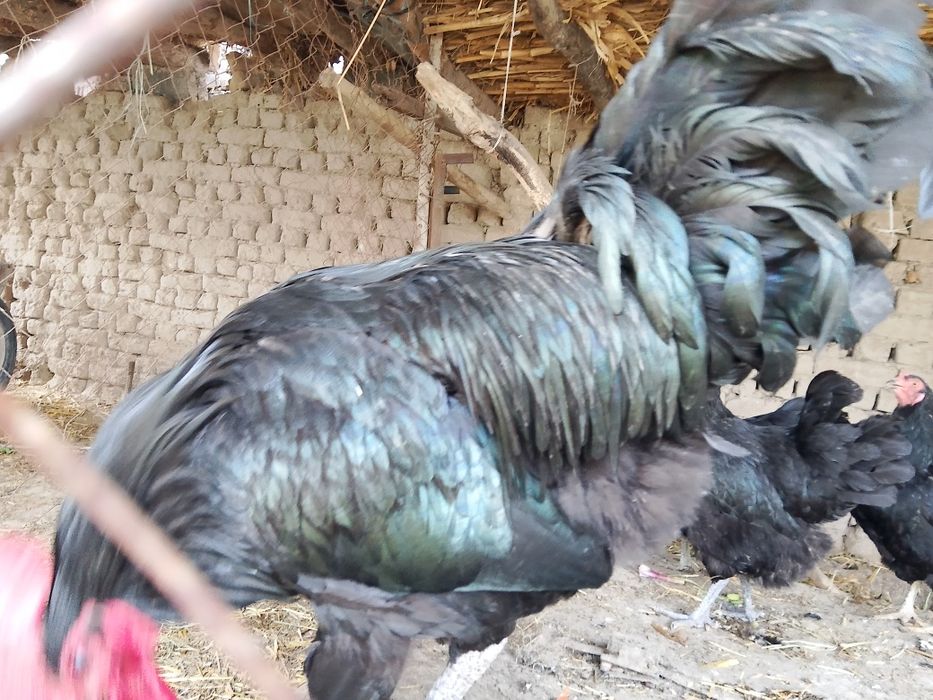 Qora Shahzoda tuxumlari